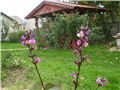 grahorica
